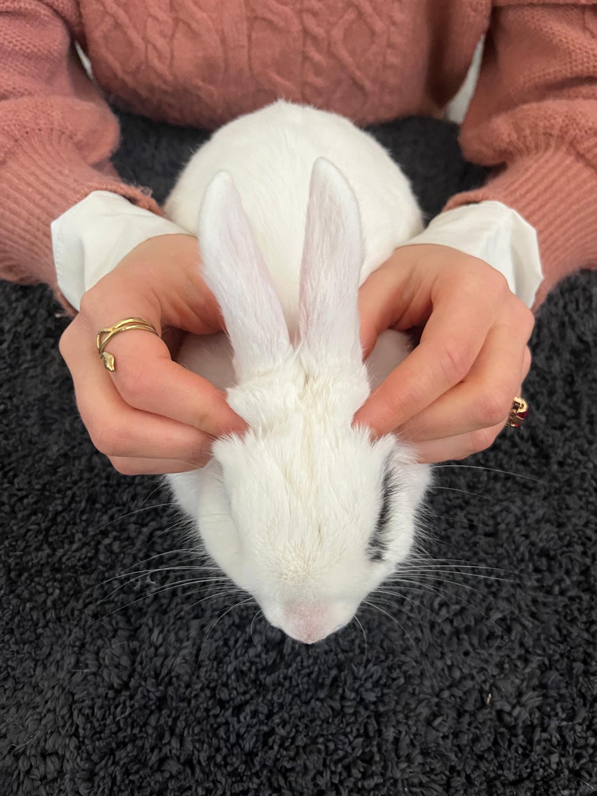 Soin ostéopathique pour NAC (nouveaux animaux de compagnie)