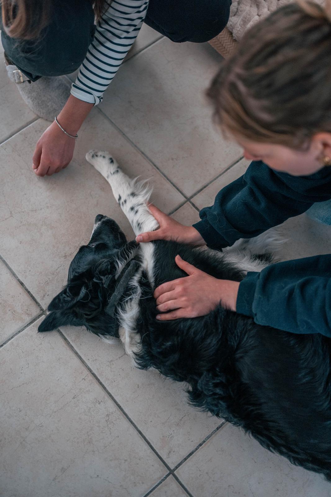 Chien de berger en séance de soin