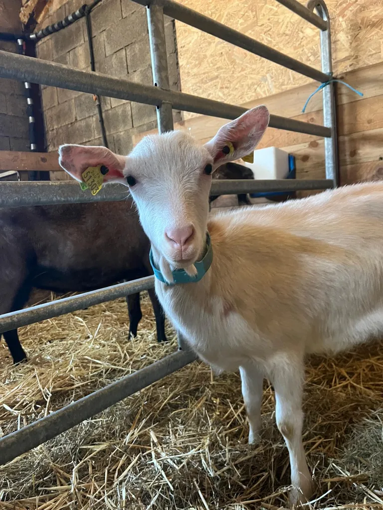 Chat suivi en ostéopathie animale par Iris en Hérault