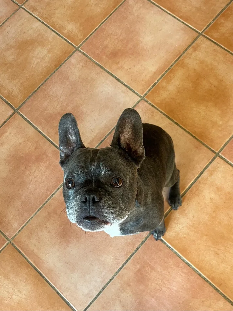 Chat suivi en ostéopathie animale par Iris en Hérault