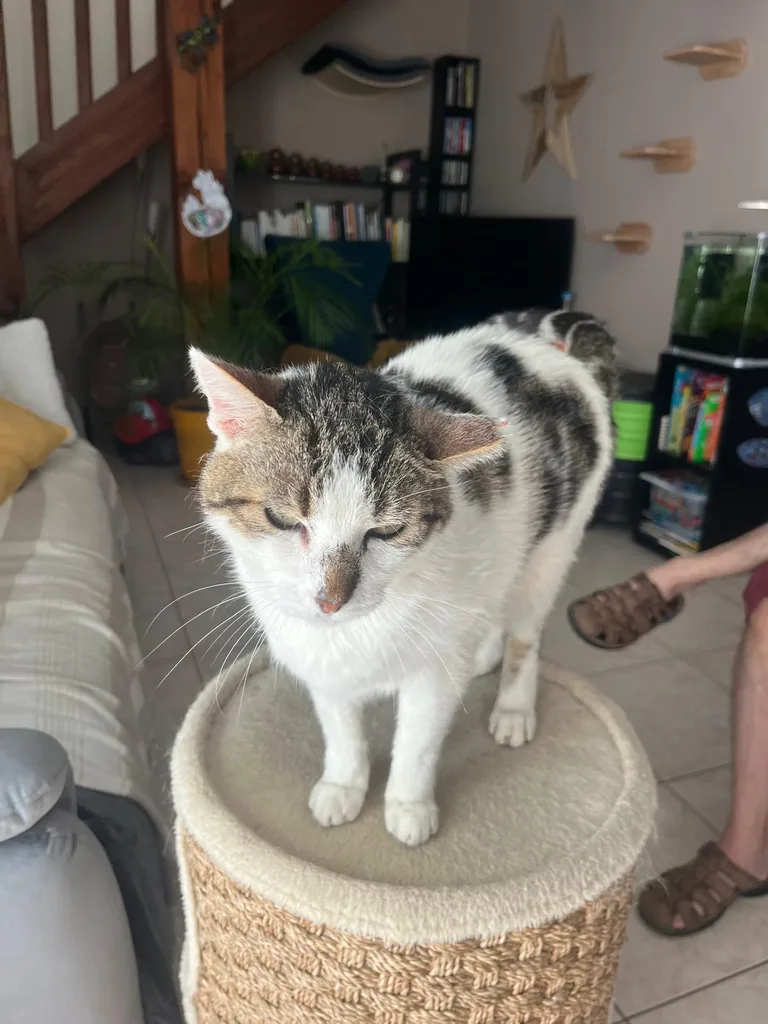 Chat suivi en ostéopathie animale par Iris en Hérault