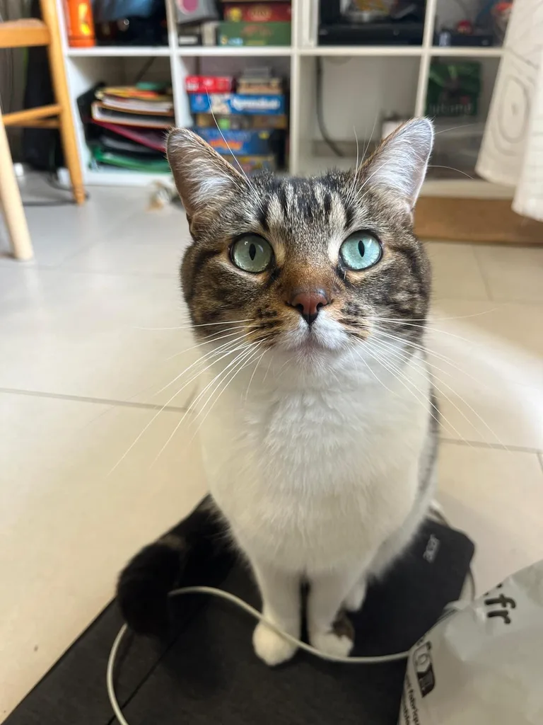 Chat suivi en ostéopathie animale par Iris en Hérault
