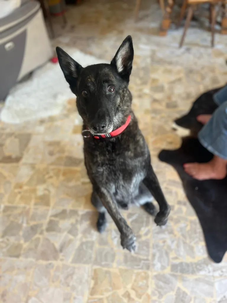 Chat suivi en ostéopathie animale par Iris en Hérault