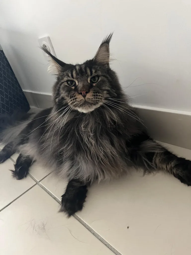Chat suivi en ostéopathie animale par Iris en Hérault