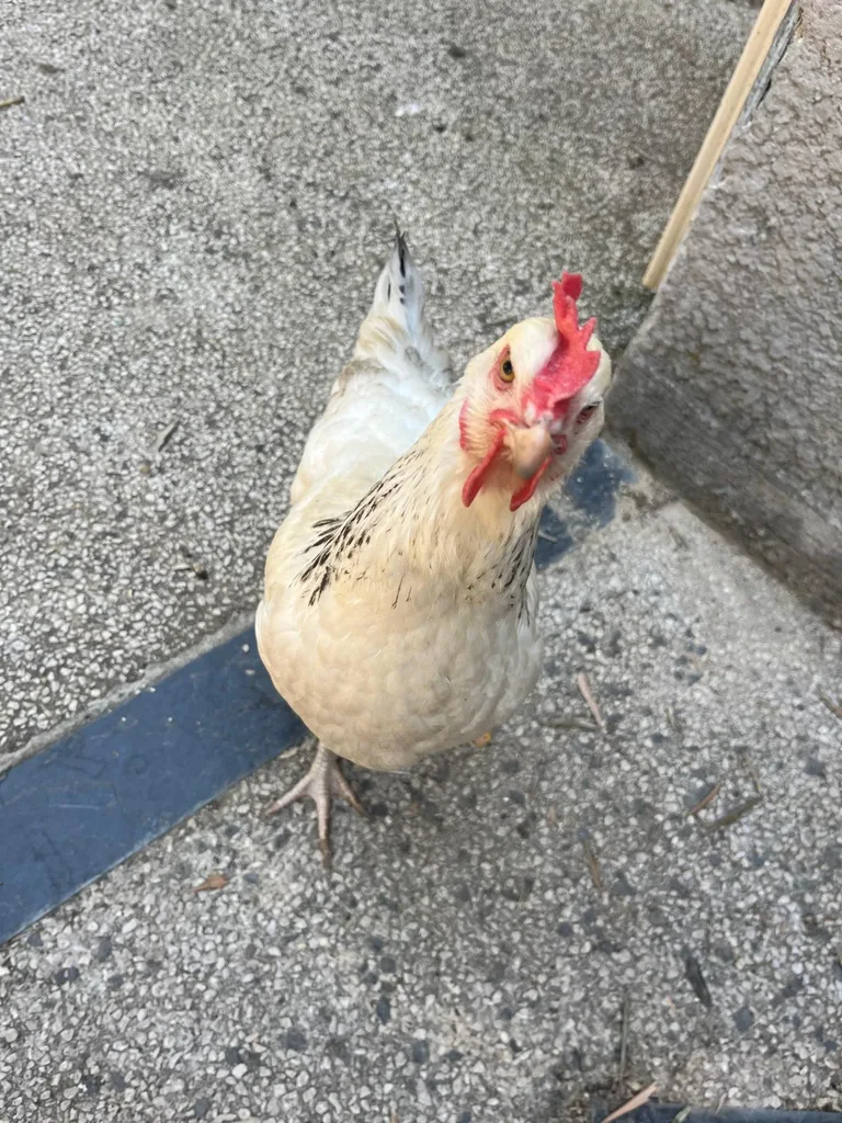 Chat suivi en ostéopathie animale par Iris en Hérault