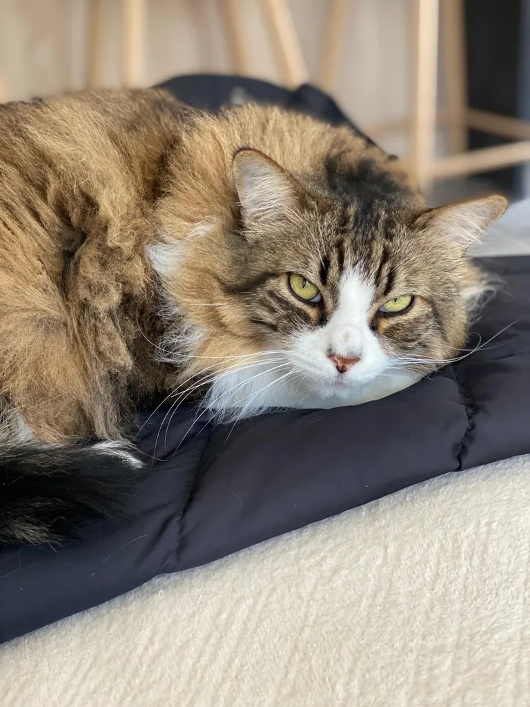 Chat suivi en ostéopathie animale par Iris en Hérault