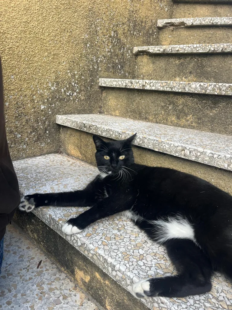 Chat suivi en ostéopathie animale par Iris en Hérault