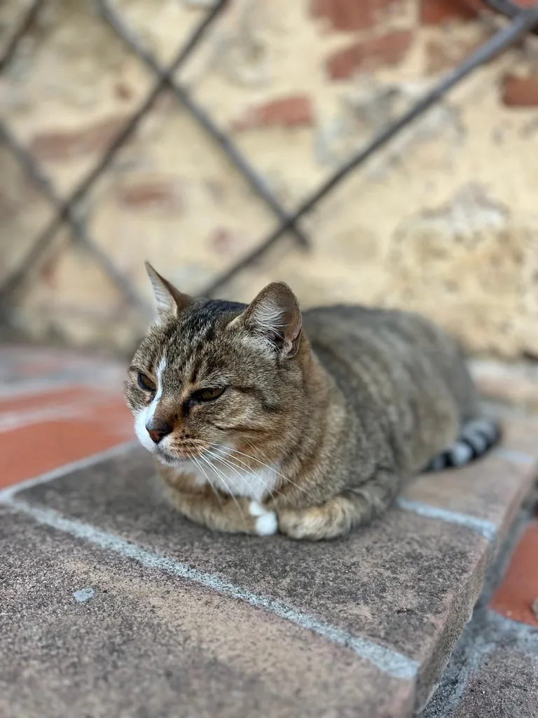 Chat suivi en ostéopathie animale par Iris en Hérault