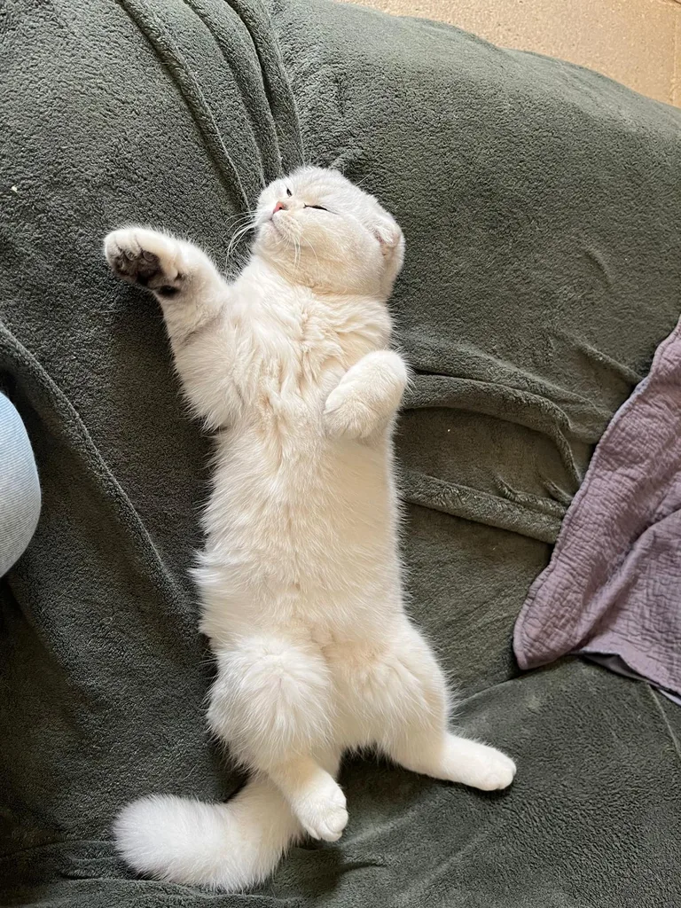 Chat suivi en ostéopathie animale par Iris en Hérault