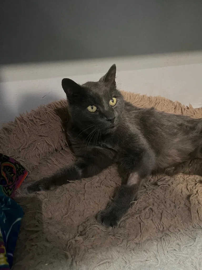 Chat suivi en ostéopathie animale par Iris en Hérault