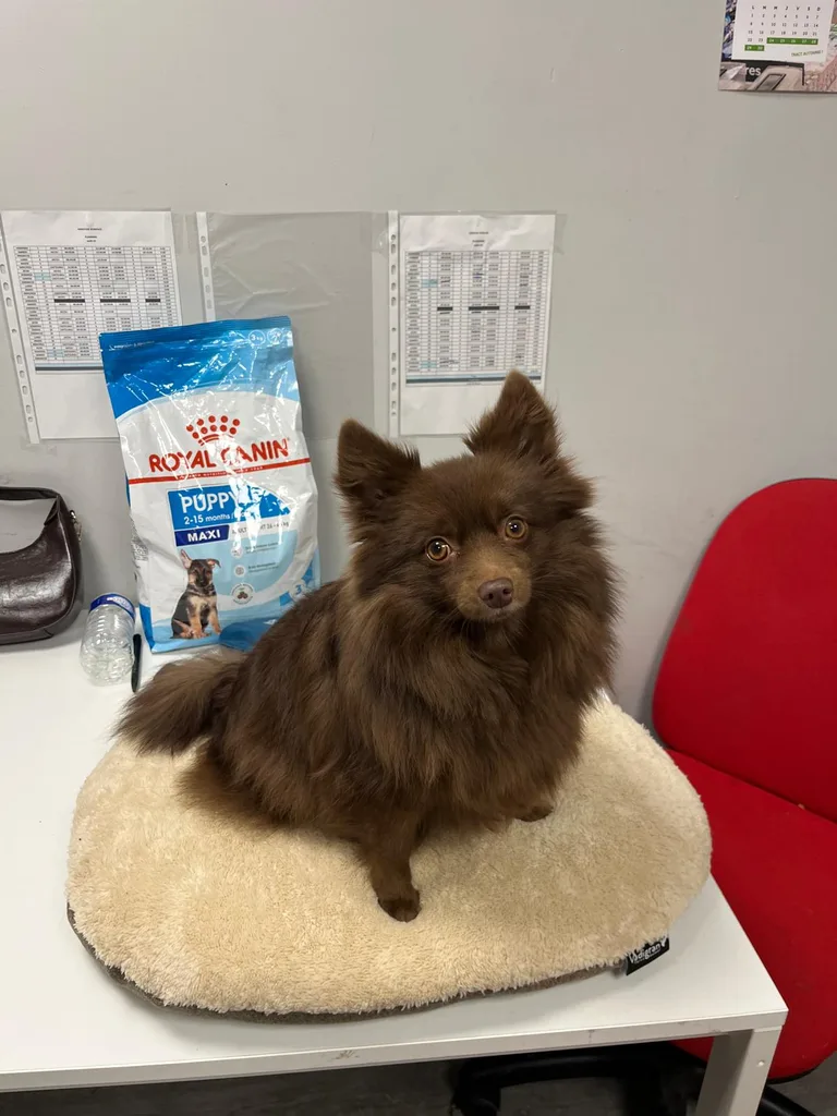 Chat suivi en ostéopathie animale par Iris en Hérault