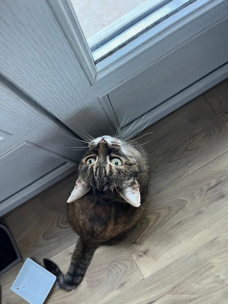 Chat suivi en ostéopathie animale par Iris en Hérault