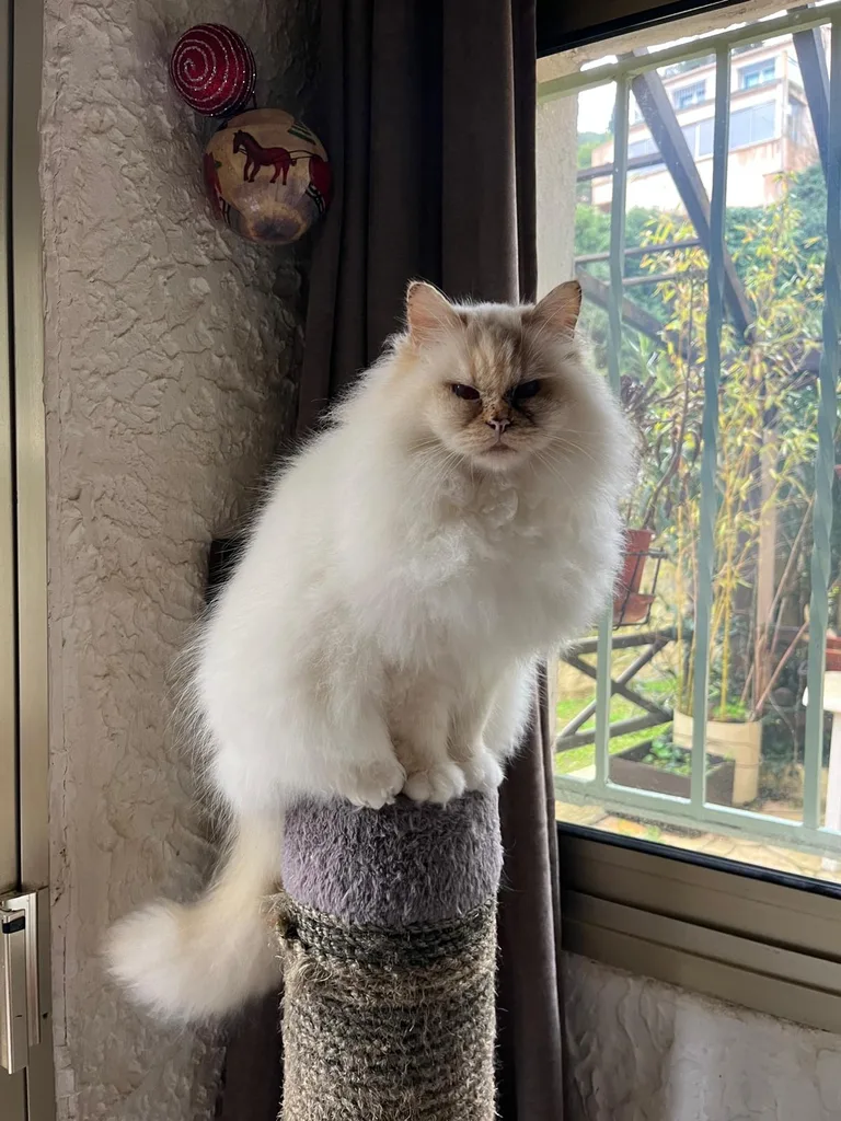 Chat suivi en ostéopathie animale par Iris en Hérault