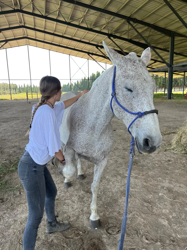 Cheval suivi en ostéopathie animale par Iris en Hérault