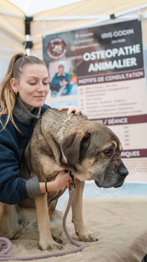 Cheval suivi en ostéopathie animale par Iris en Hérault