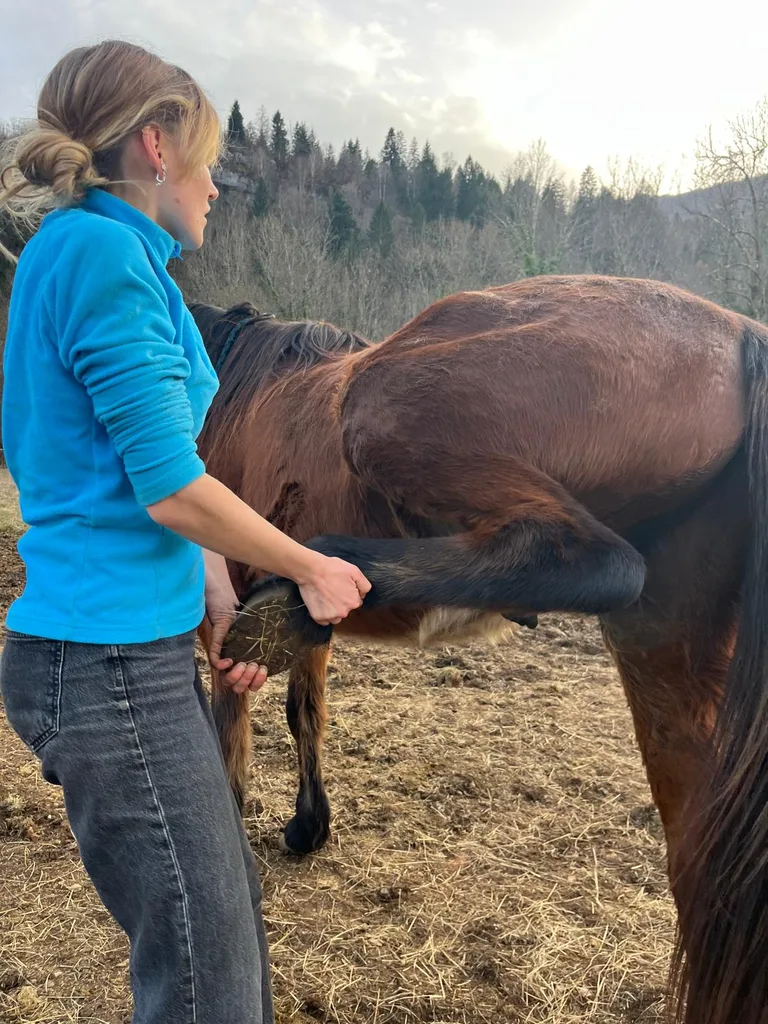 Cheval suivi en ostéopathie animale par Iris en Hérault