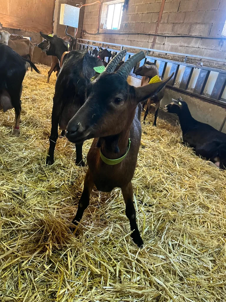 Cheval suivi en ostéopathie animale par Iris en Hérault