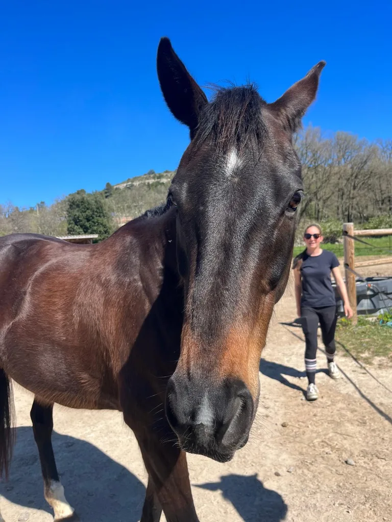 Cheval suivi en ostéopathie animale par Iris en Hérault