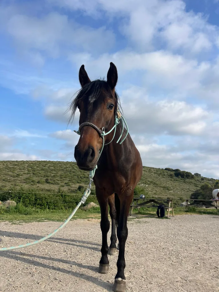 Cheval suivi en ostéopathie animale par Iris en Hérault
