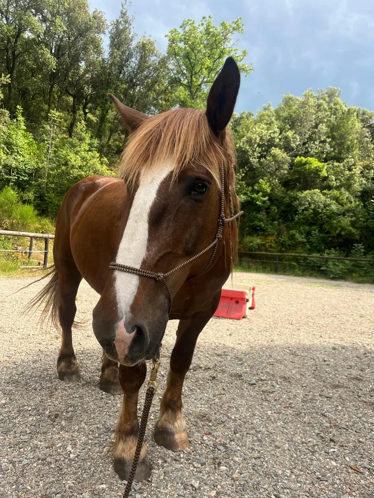Cheval suivi en ostéopathie animale par Iris en Hérault