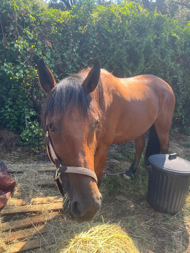Cheval suivi en ostéopathie animale par Iris en Hérault