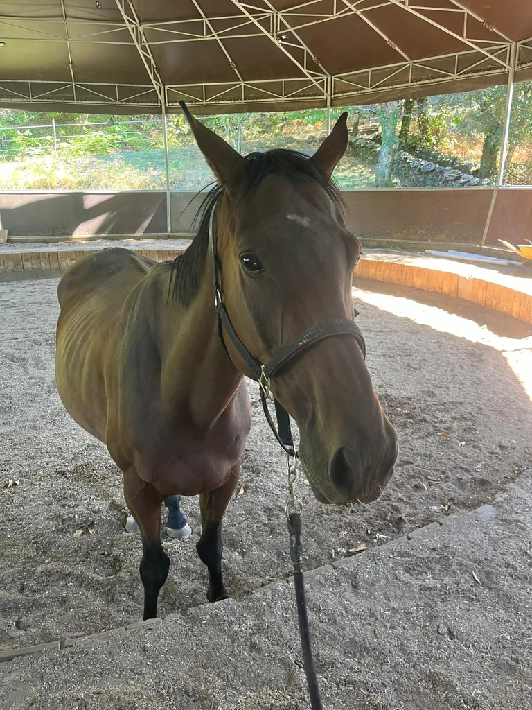 Cheval suivi en ostéopathie animale par Iris en Hérault