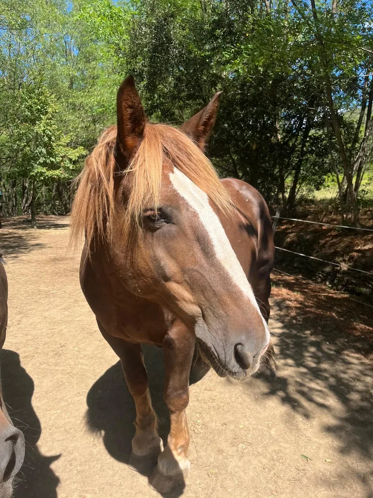 Cheval suivi en ostéopathie animale par Iris en Hérault