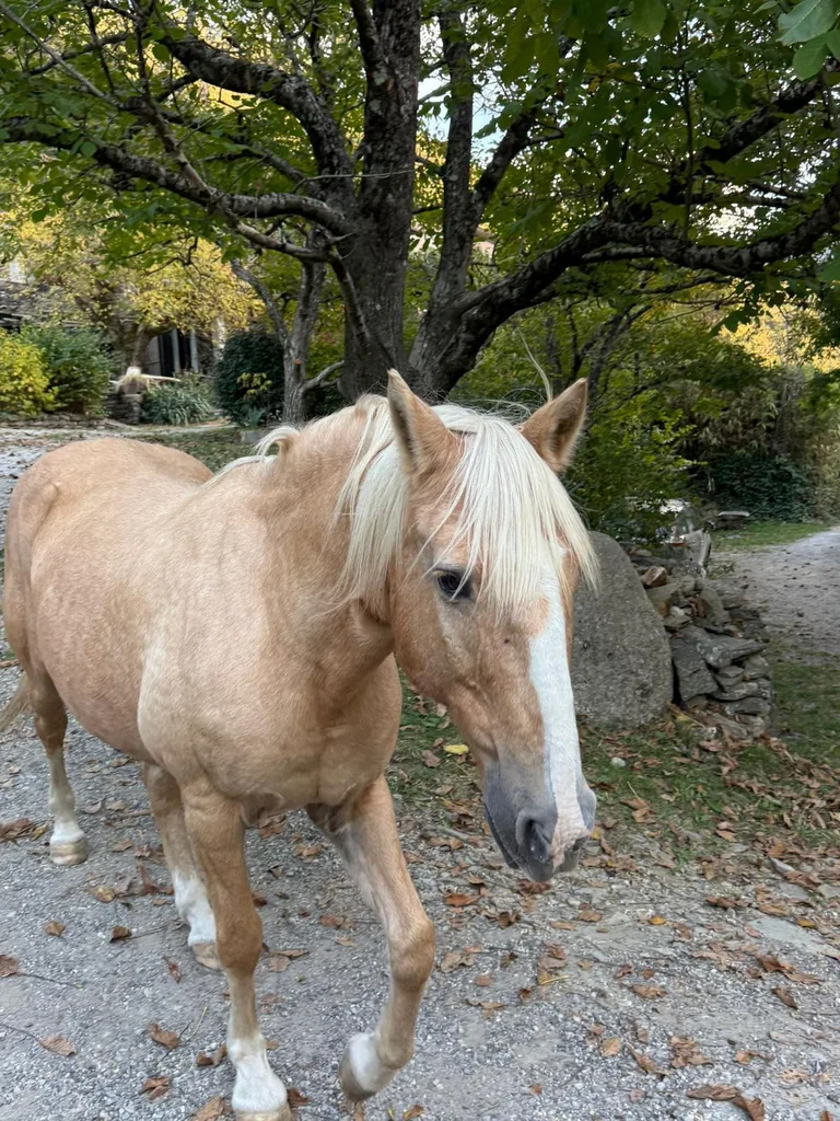 Cheval suivi en ostéopathie animale par Iris en Hérault