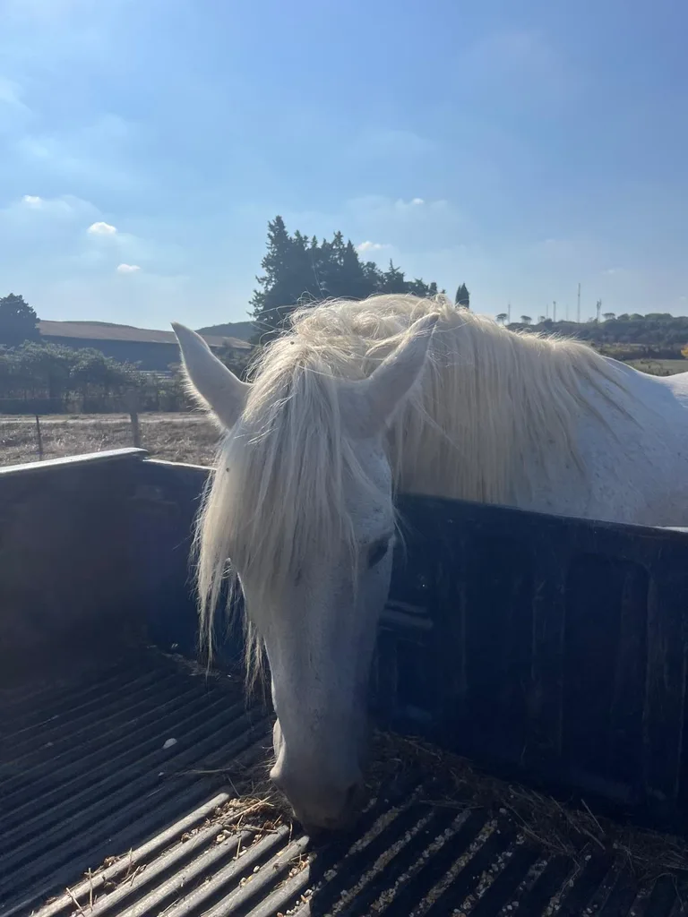 Cheval suivi en ostéopathie animale par Iris en Hérault