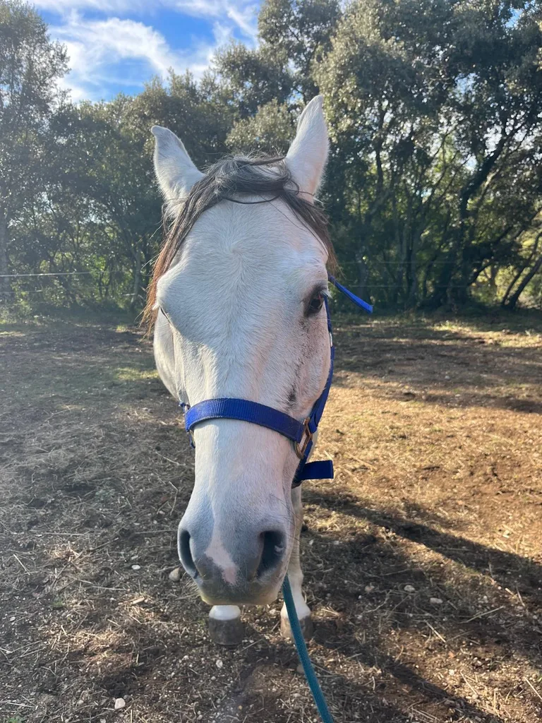 Cheval suivi en ostéopathie animale par Iris en Hérault