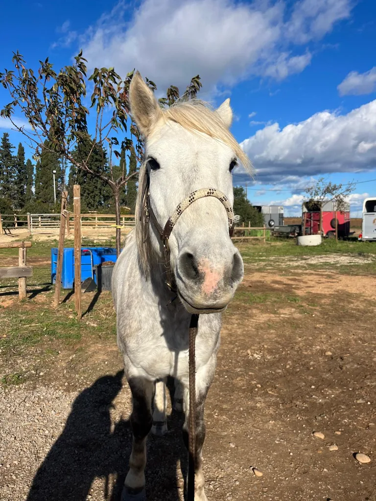 Cheval suivi en ostéopathie animale par Iris en Hérault