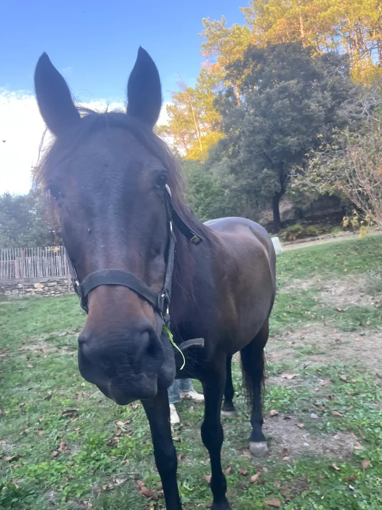 Cheval suivi en ostéopathie animale par Iris en Hérault