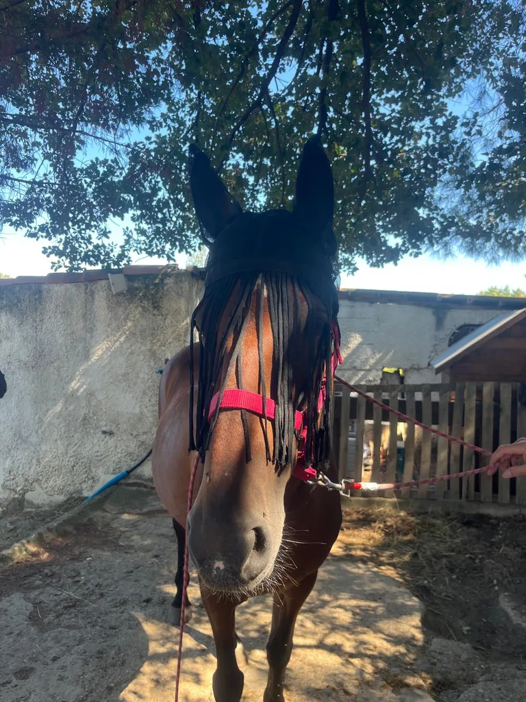 Cheval suivi en ostéopathie animale par Iris en Hérault