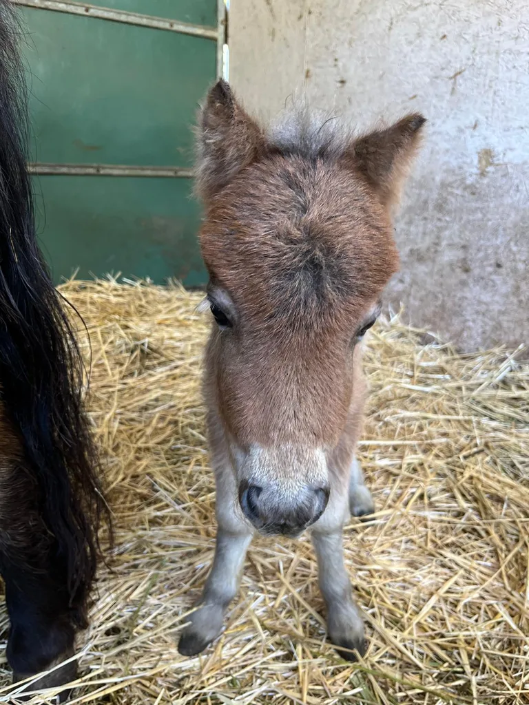 Cheval suivi en ostéopathie animale par Iris en Hérault
