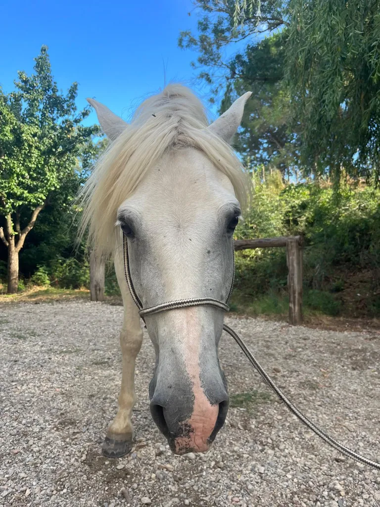 Chèvre suivie en ostéopathie animale par Iris en Hérault