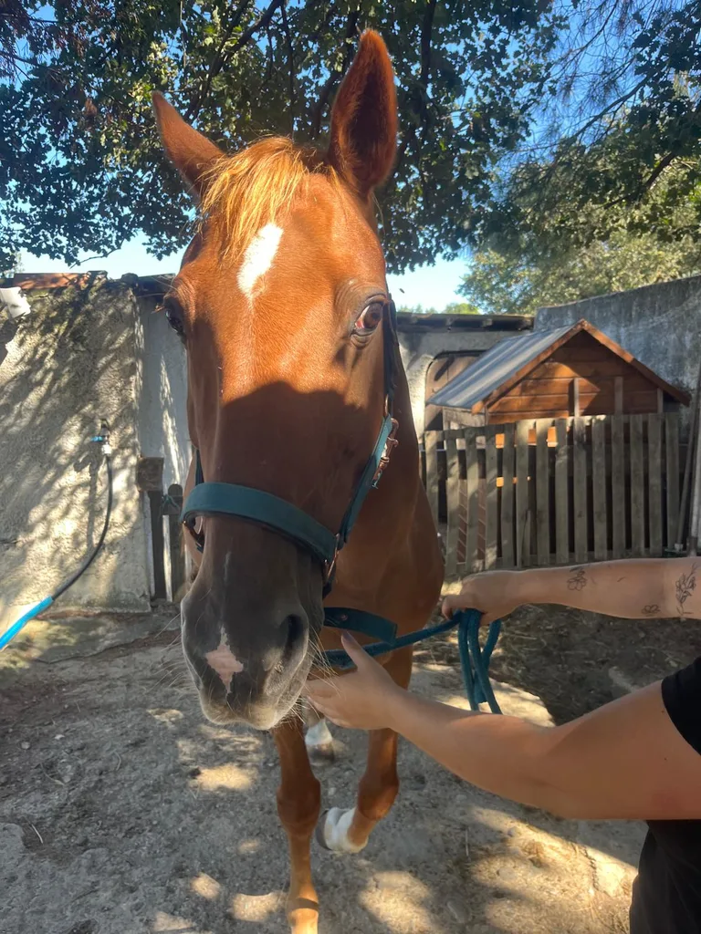 Chèvre suivie en ostéopathie animale par Iris en Hérault