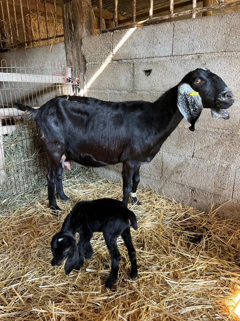 Chèvre suivie en ostéopathie animale par Iris en Hérault