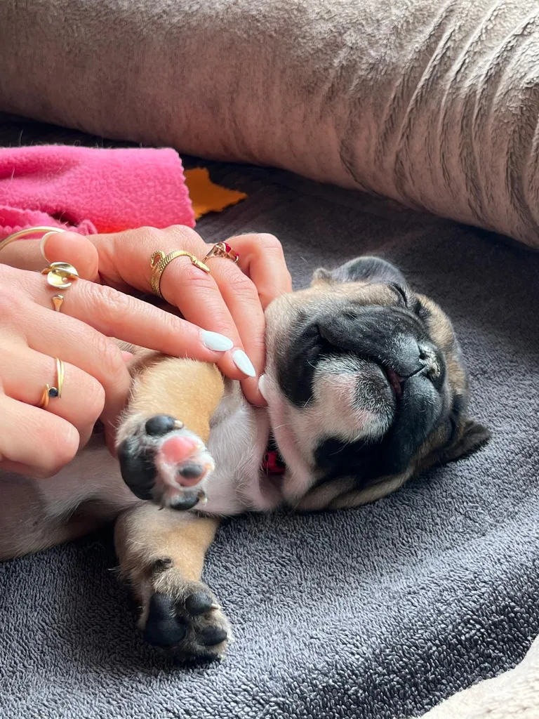 Chien suivi en ostéopathie animale par Iris en Hérault