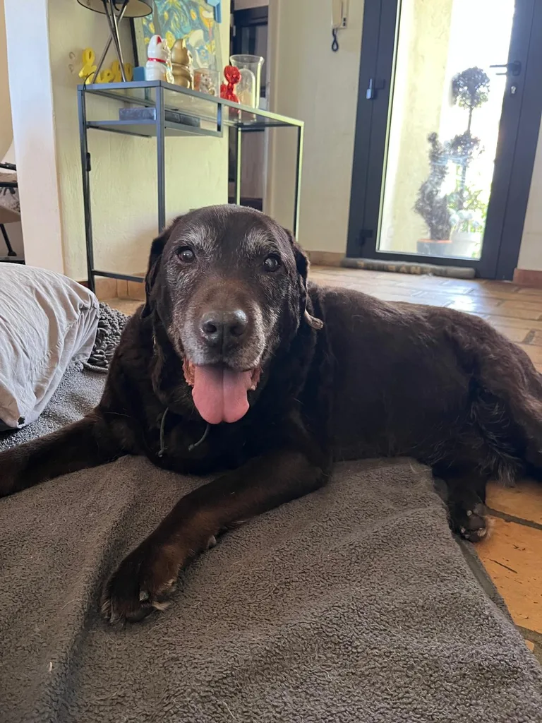 Chien suivi en ostéopathie animale par Iris en Hérault