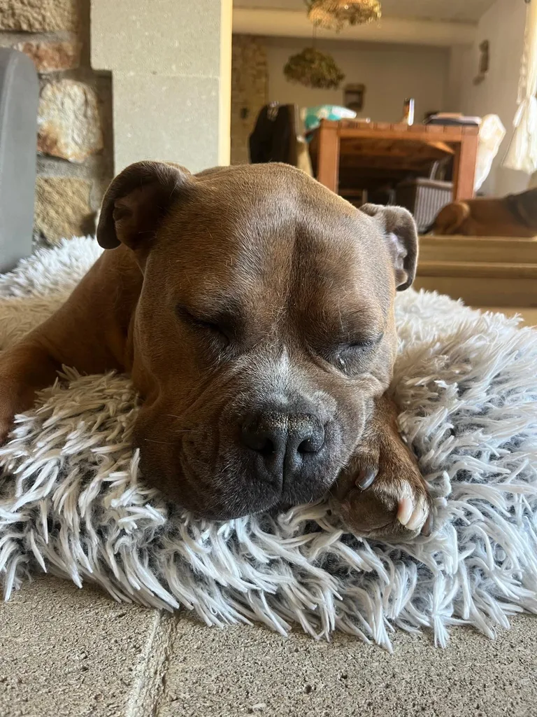 Chien suivi en ostéopathie animale par Iris en Hérault