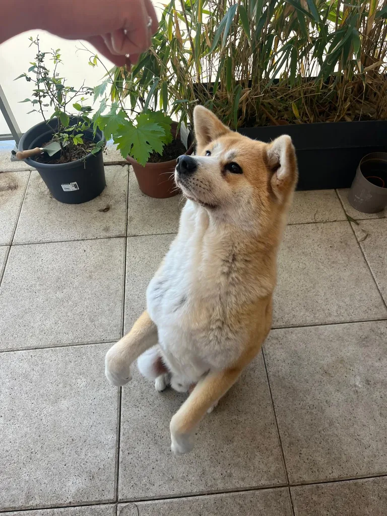 Chien suivi en ostéopathie animale par Iris en Hérault