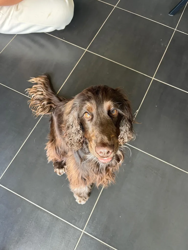 Chien suivi en ostéopathie animale par Iris en Hérault
