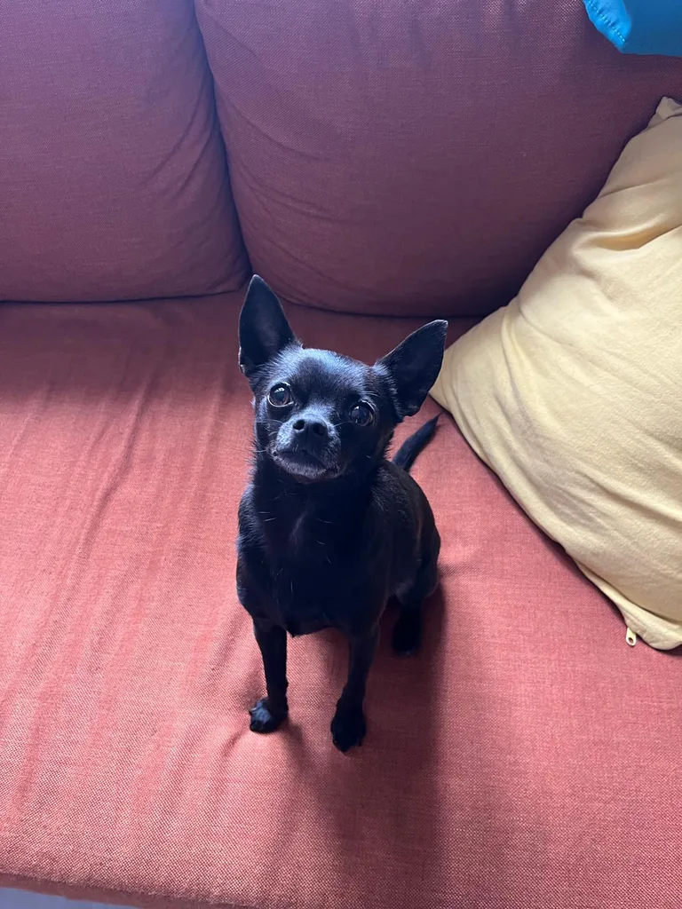 Chien suivi en ostéopathie animale par Iris en Hérault