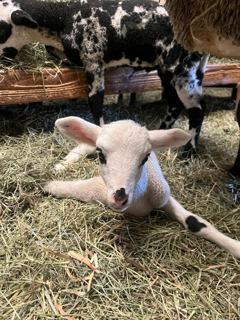Chien suivi en ostéopathie animale par Iris en Hérault