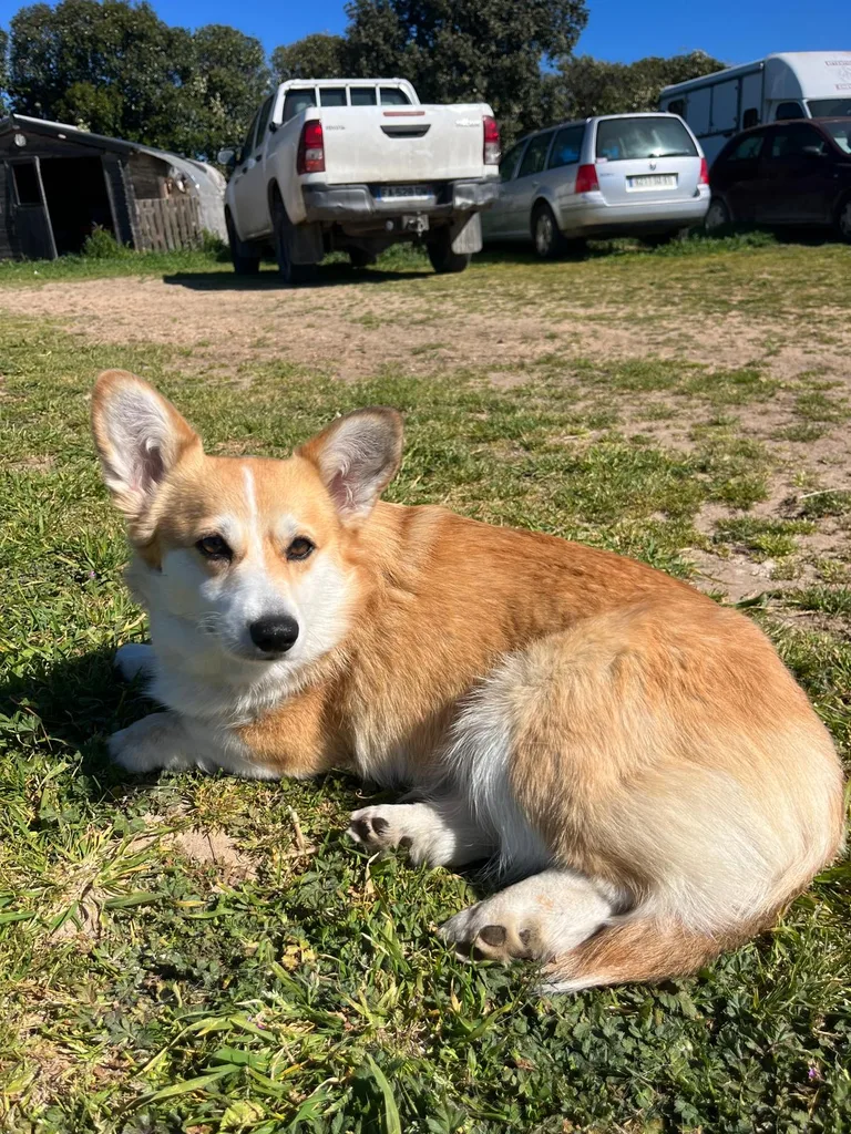 Chien suivi en ostéopathie animale par Iris en Hérault