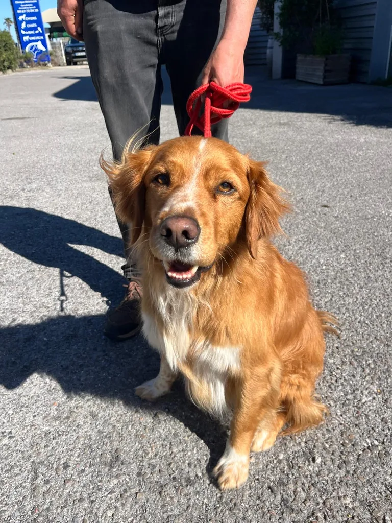 Chien suivi en ostéopathie animale par Iris en Hérault