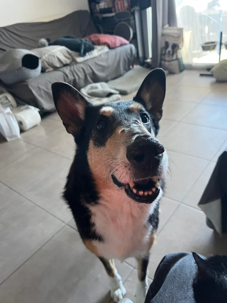 Chien suivi en ostéopathie animale par Iris en Hérault