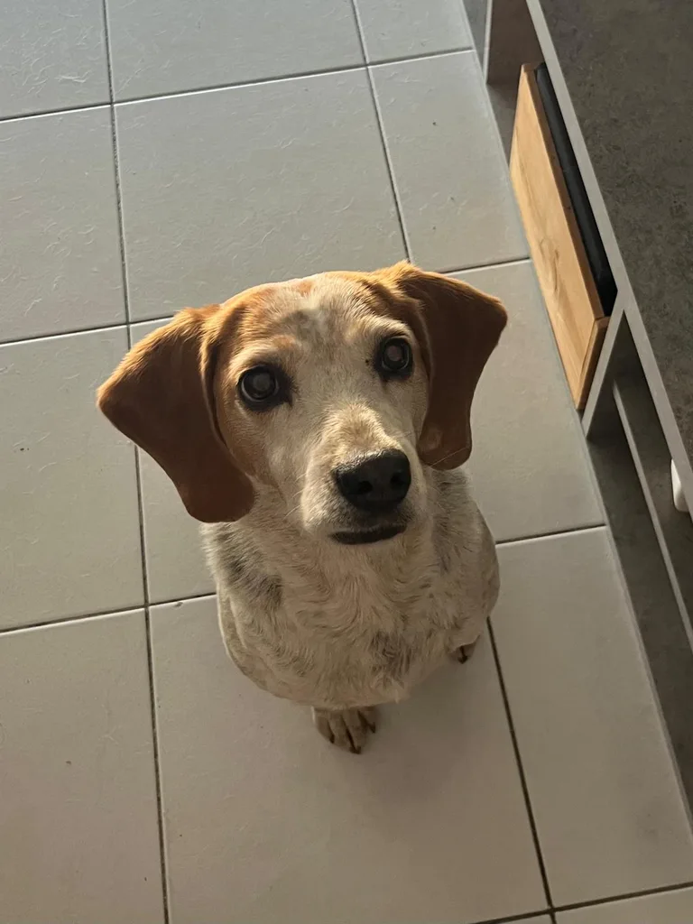 Chien suivi en ostéopathie animale par Iris en Hérault