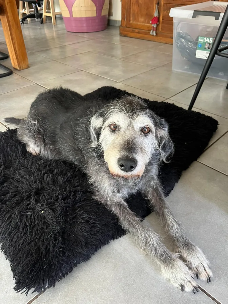 Chien suivi en ostéopathie animale par Iris en Hérault