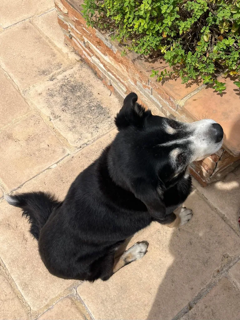 Chien suivi en ostéopathie animale par Iris en Hérault